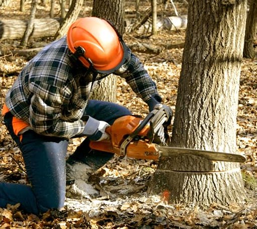 Tree Removal in Bonnerdale, AR